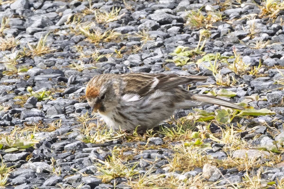 Lesser Redpoll - ML620531193