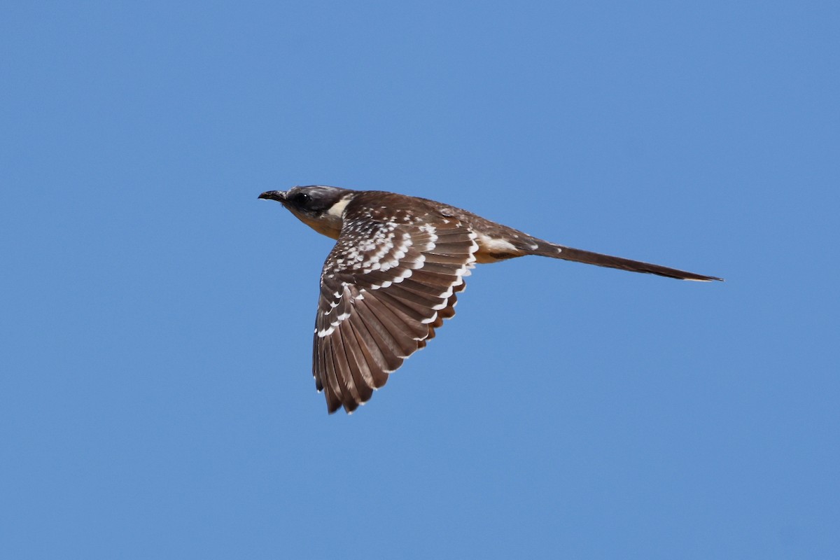 Great Spotted Cuckoo - ML620531194