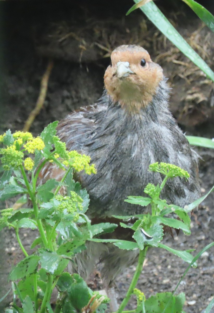 Gray Partridge - ML620531204