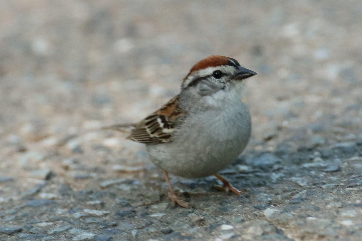 Chipping Sparrow - michael vedder