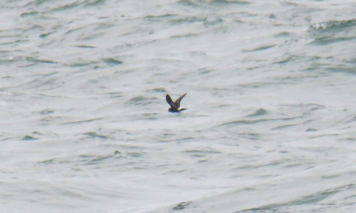 European Storm-Petrel - ML620531207