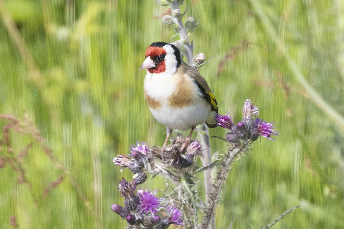 European Goldfinch - ML620531210