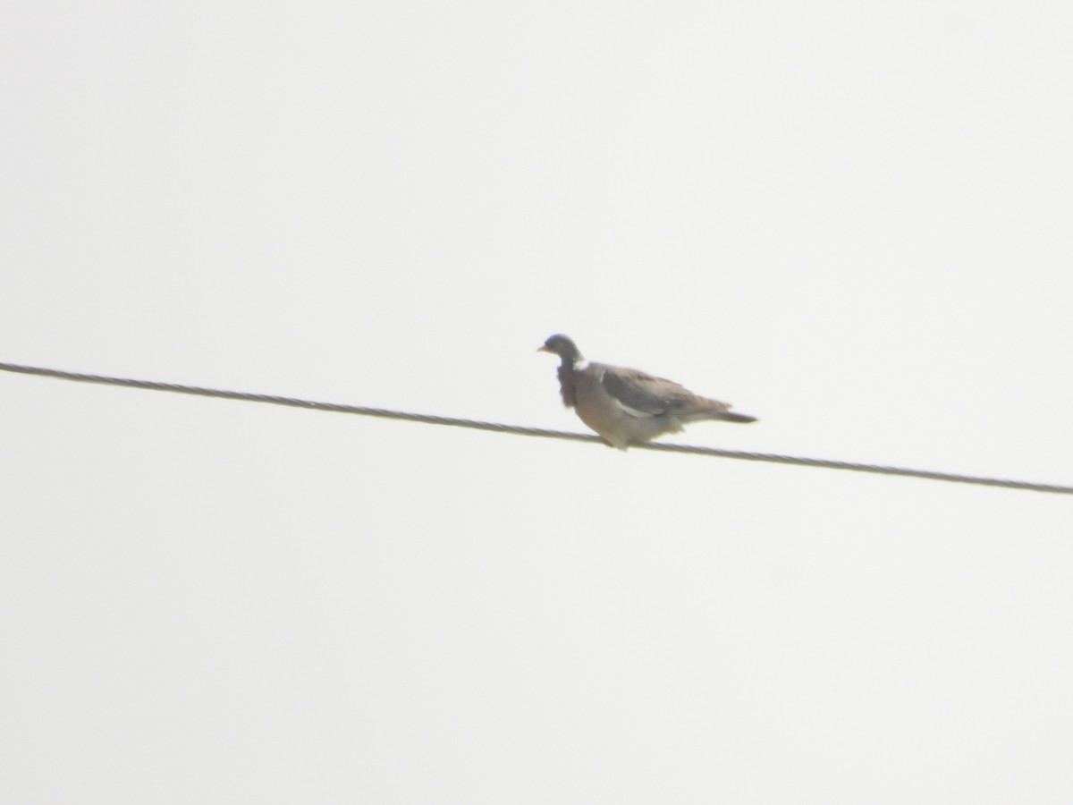 Common Wood-Pigeon - Martin Rheinheimer