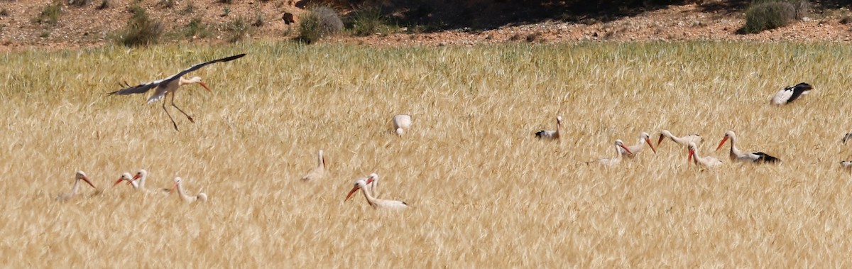 White Stork - Denis Tétreault