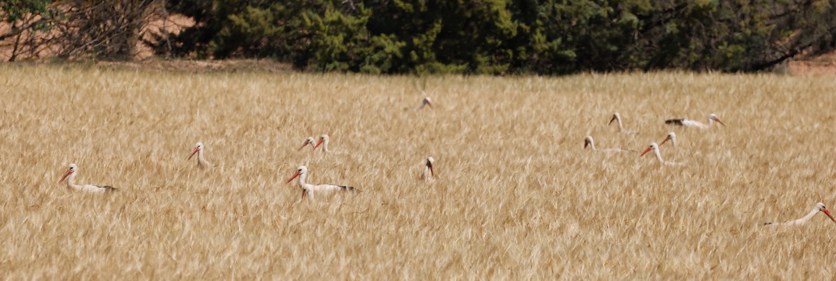 White Stork - ML620531213