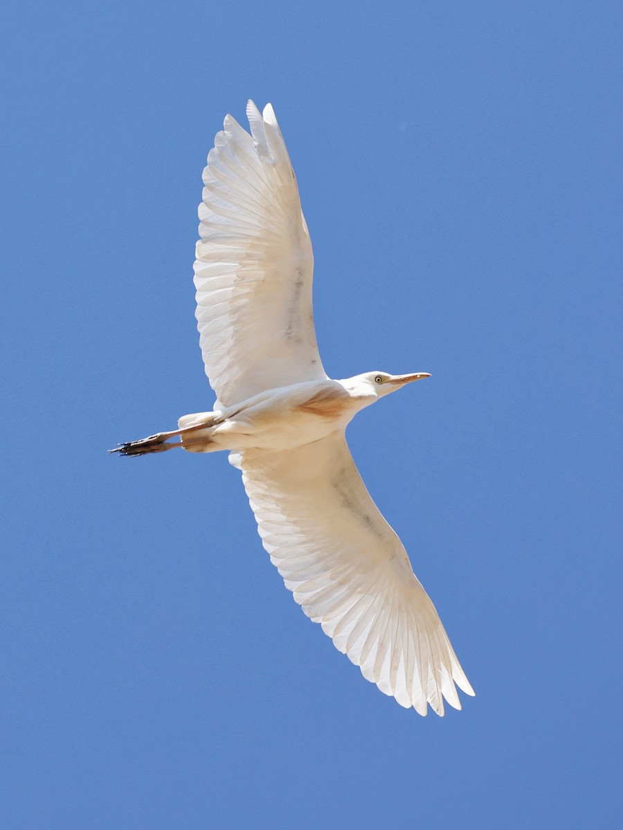 Western Cattle Egret - ML620531216