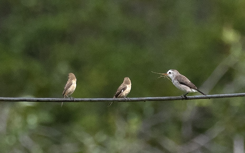 Copper Seedeater - ML620531224