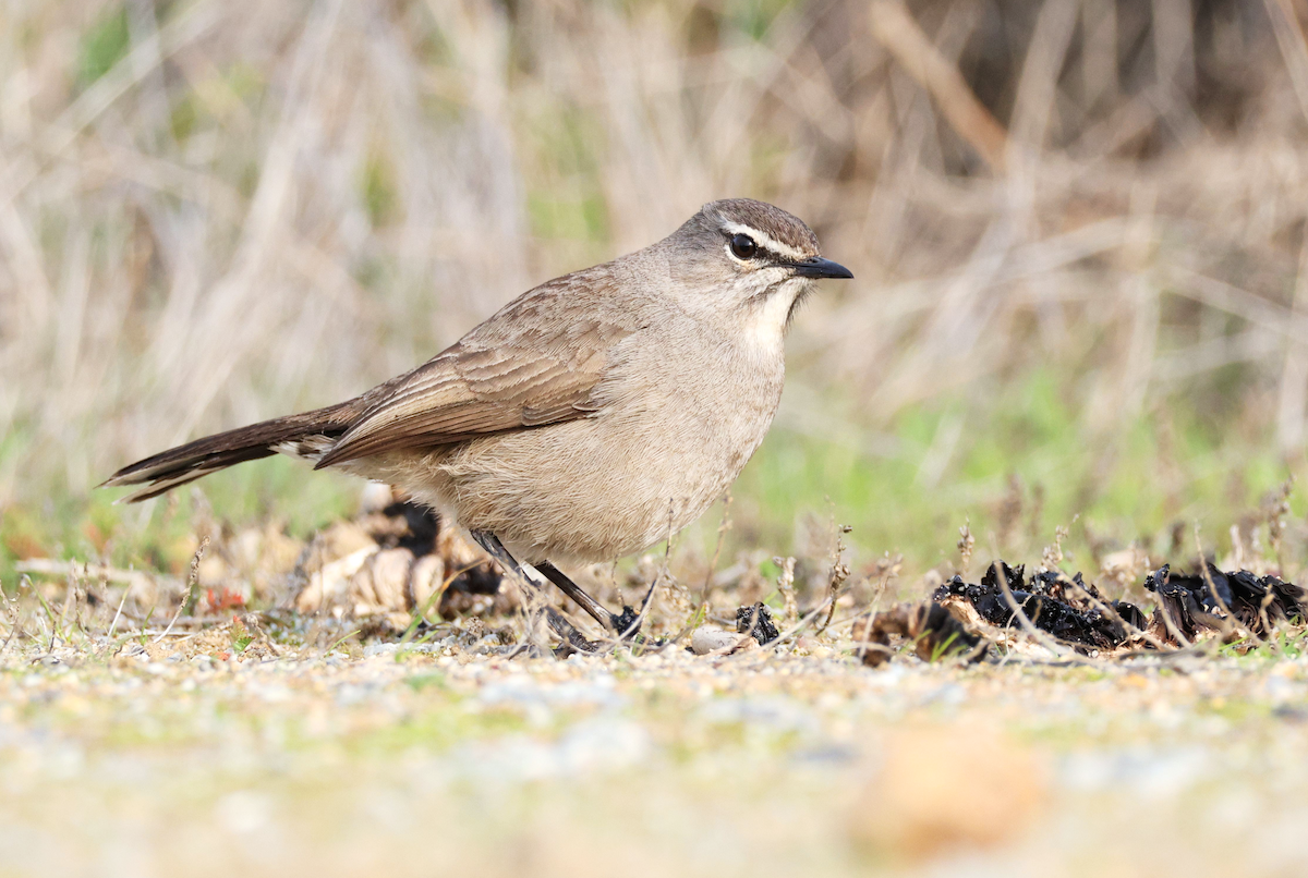 Karoo Scrub-Robin - ML620531228