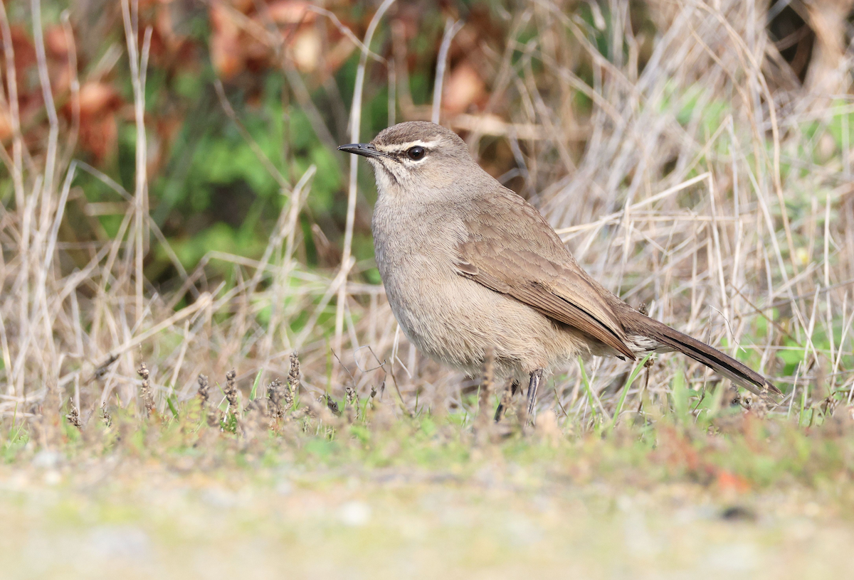 Karoo Scrub-Robin - ML620531229