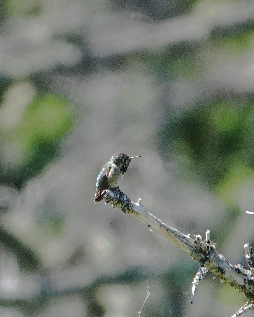 Calliope Hummingbird - ML620531232