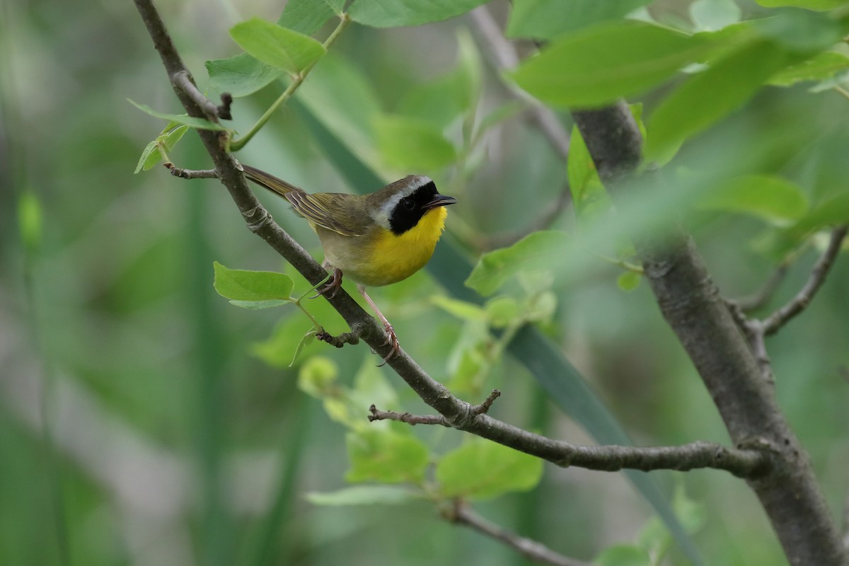 Common Yellowthroat - ML620531233