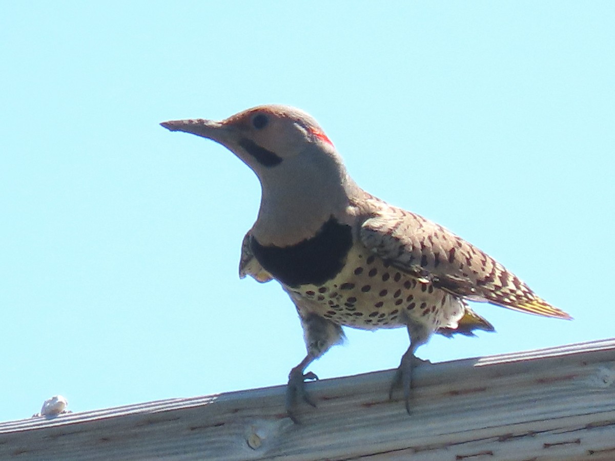 Northern Flicker (Yellow-shafted) - ML620531236