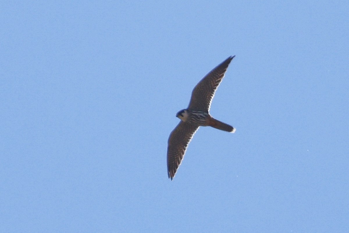 Eurasian Hobby - ML620531238