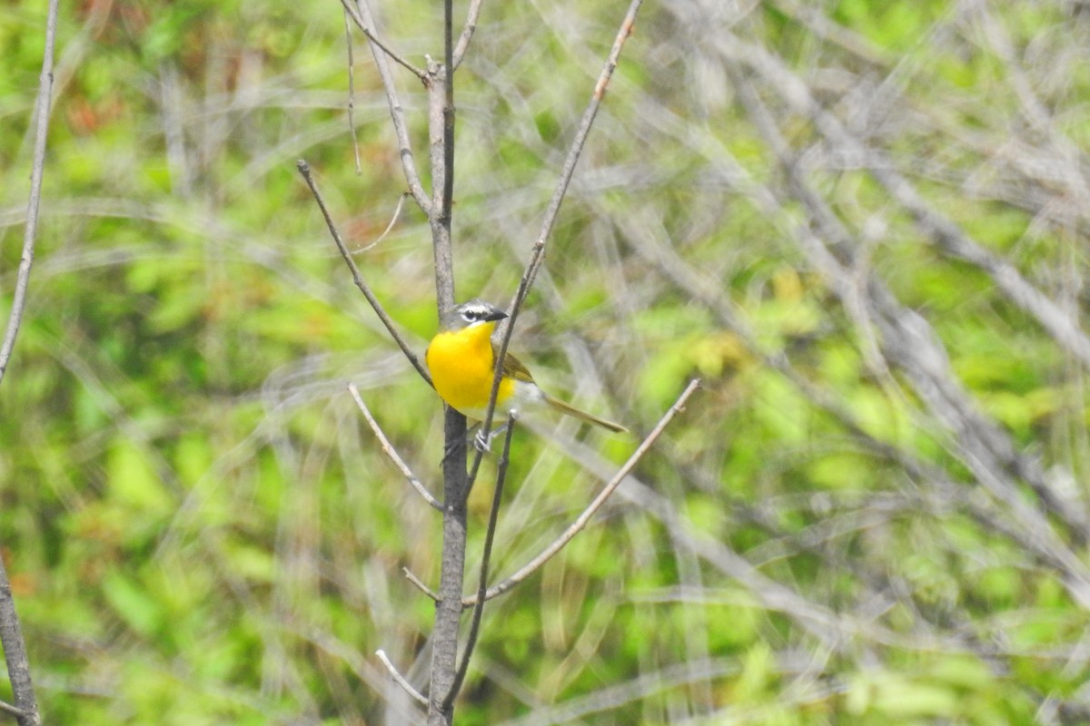 Yellow-breasted Chat - ML620531240