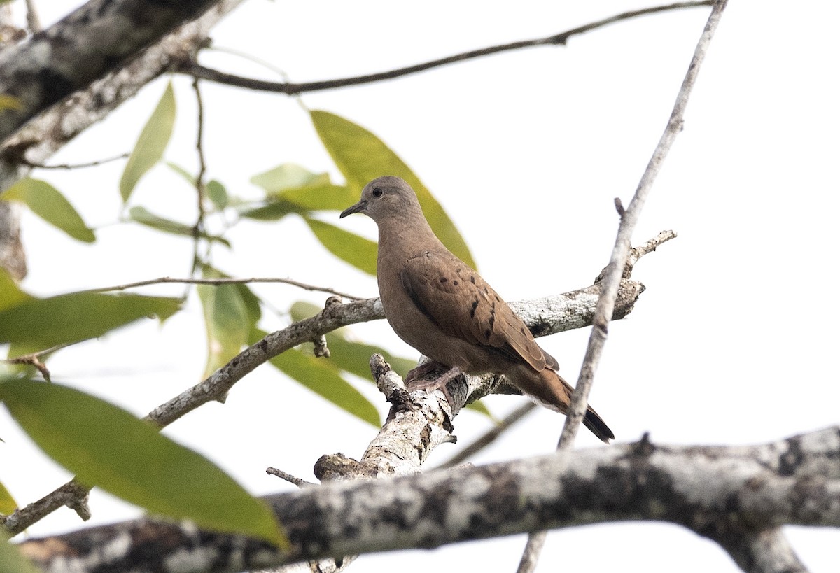 Ruddy Ground Dove - Eduardo Vieira 17