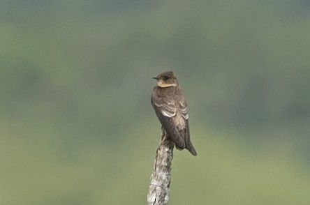 Hirondelle à gorge rousse - ML620531247