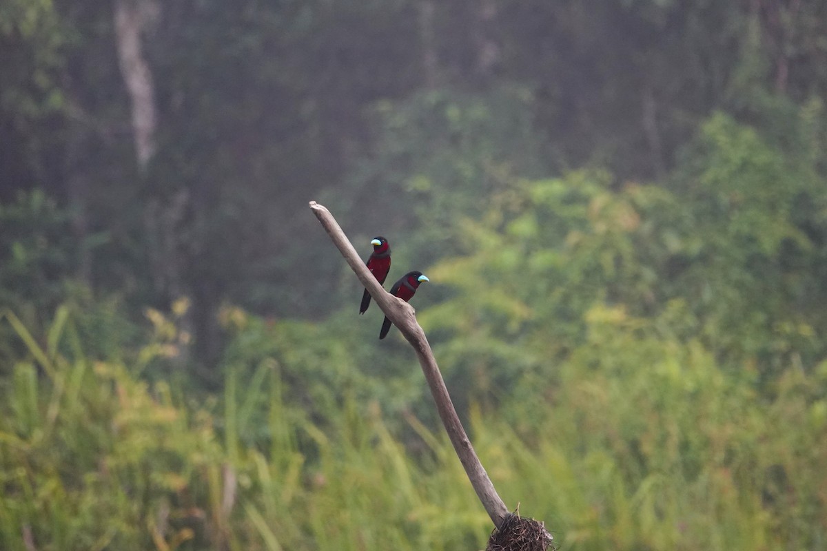 Black-and-red Broadbill (Black-and-red) - ML620531248