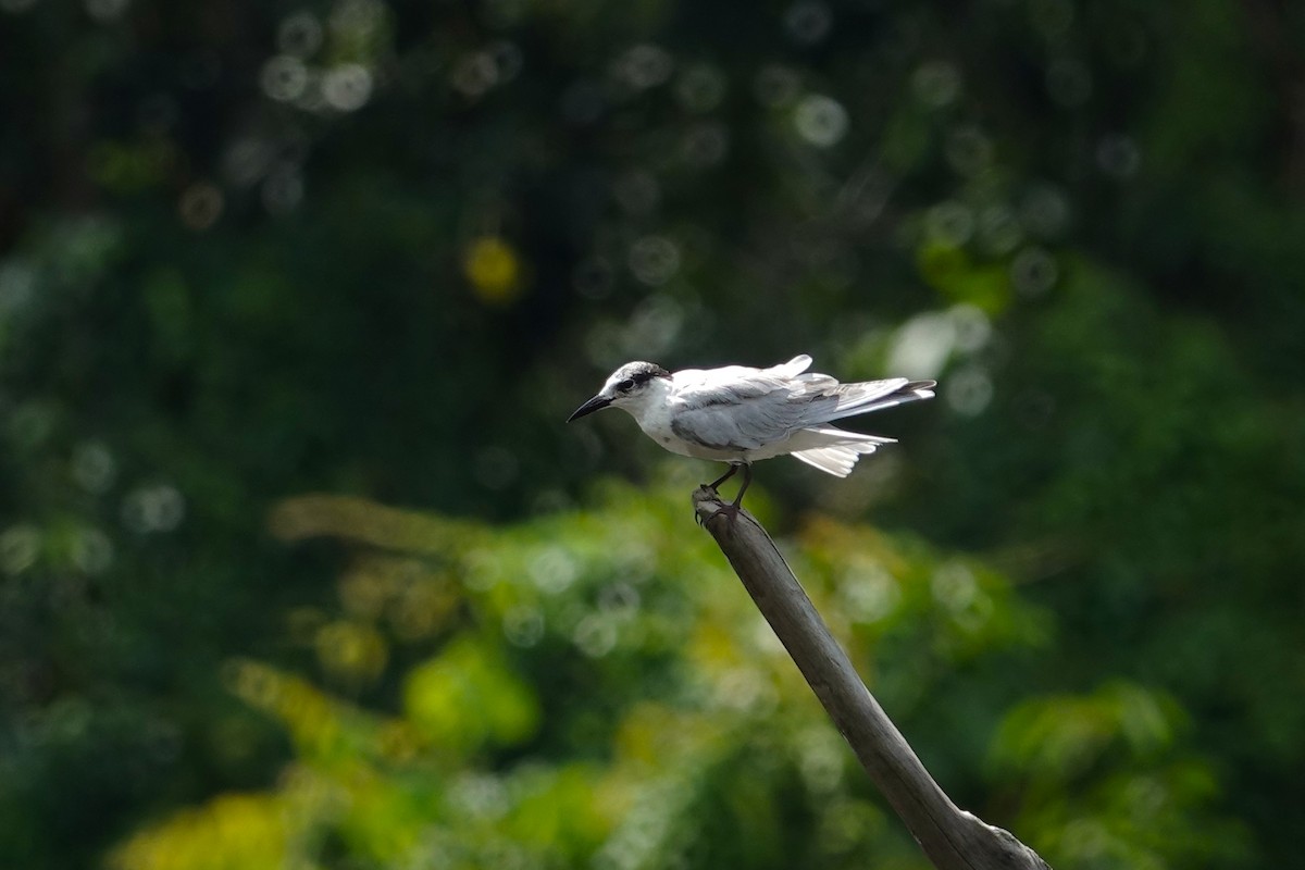 Whiskered Tern - ML620531250