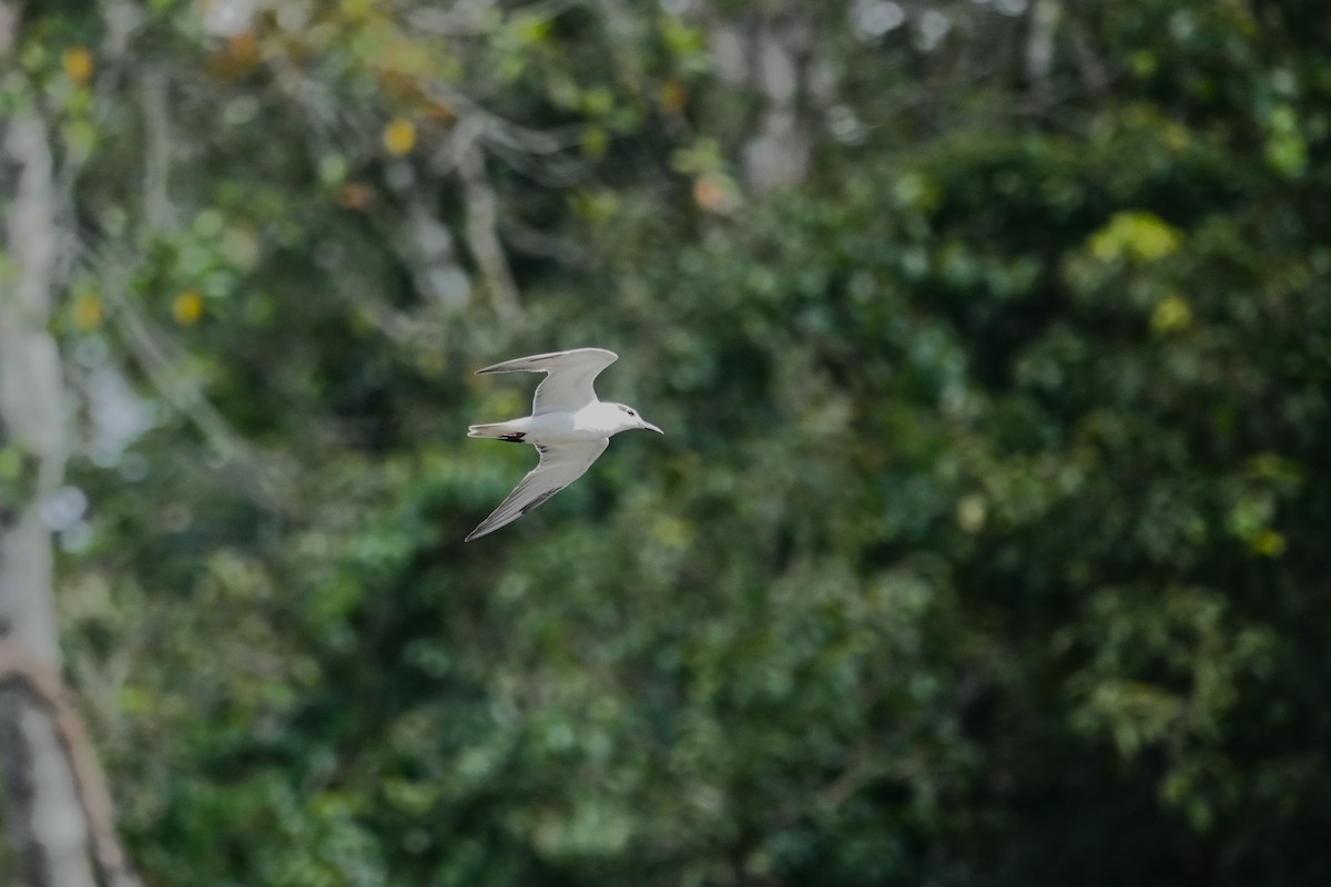 Whiskered Tern - ML620531251