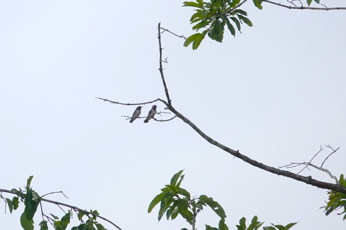 White-breasted Woodswallow - ML620531253