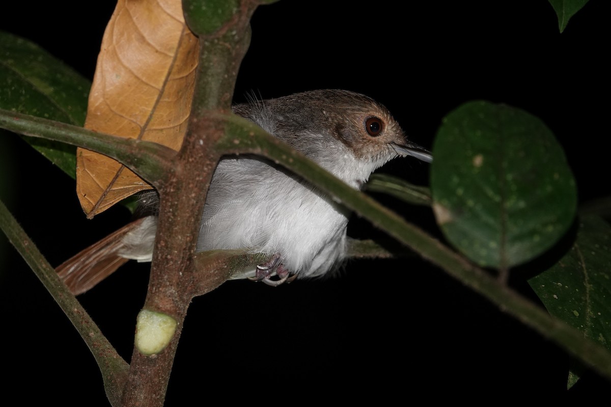 White-chested Babbler (Bornean) - ML620531258