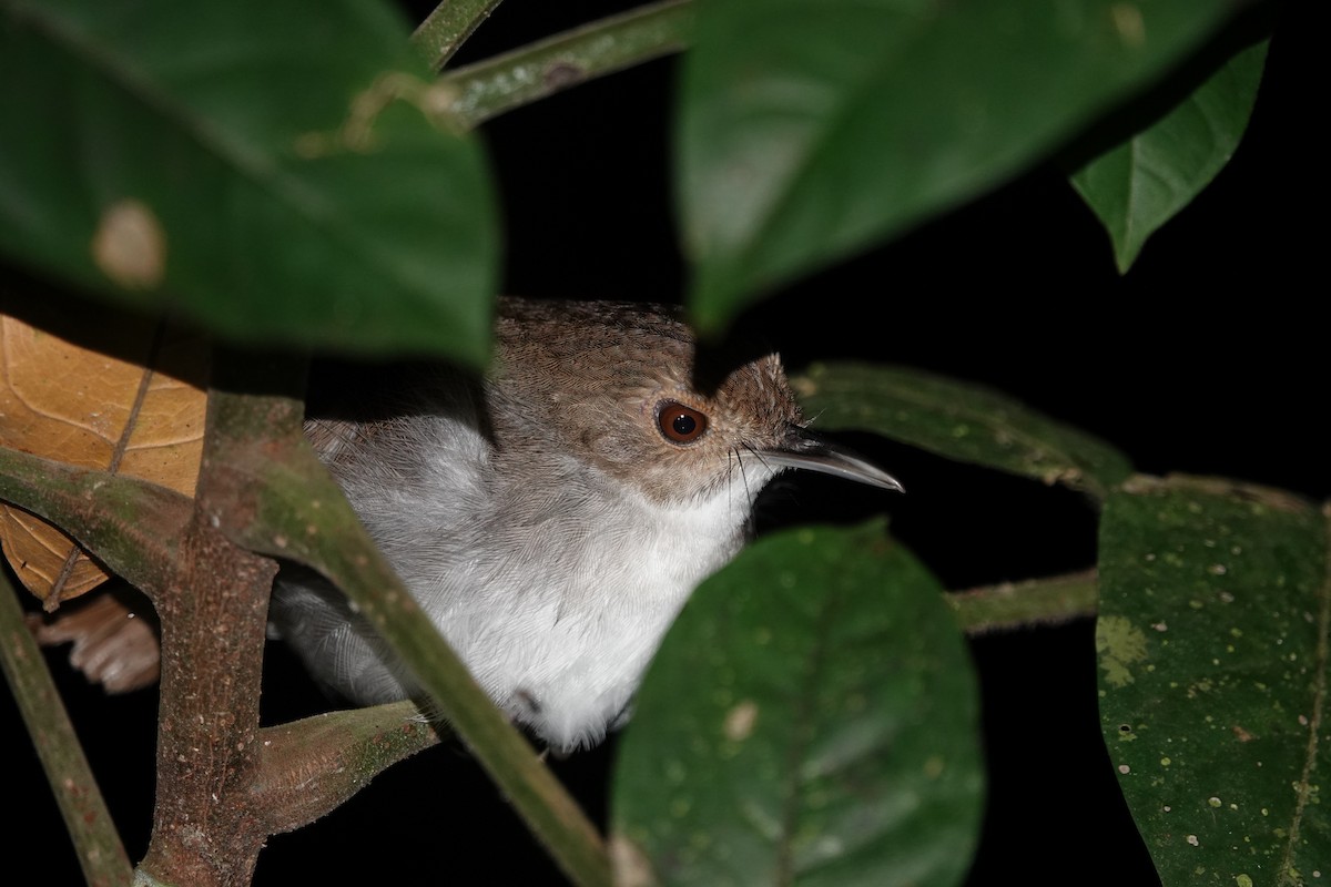 White-chested Babbler (Bornean) - ML620531259