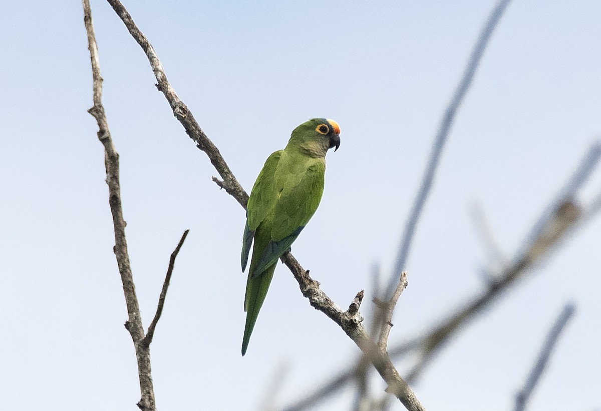 テツバシメキシコインコ - ML620531262