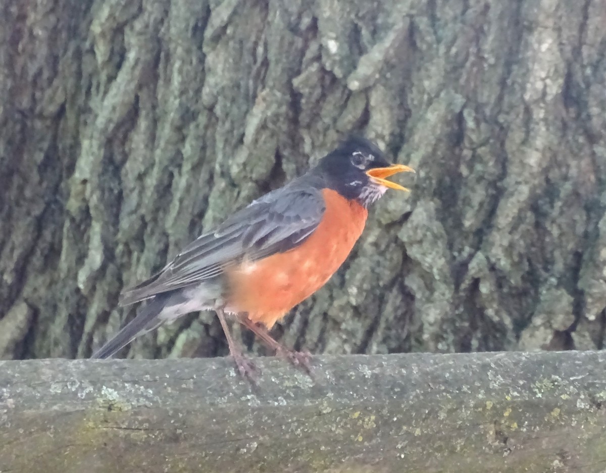 American Robin - ML620531265