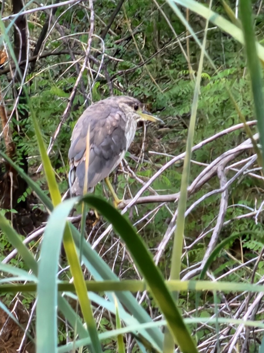 Black-crowned Night Heron - ML620531269