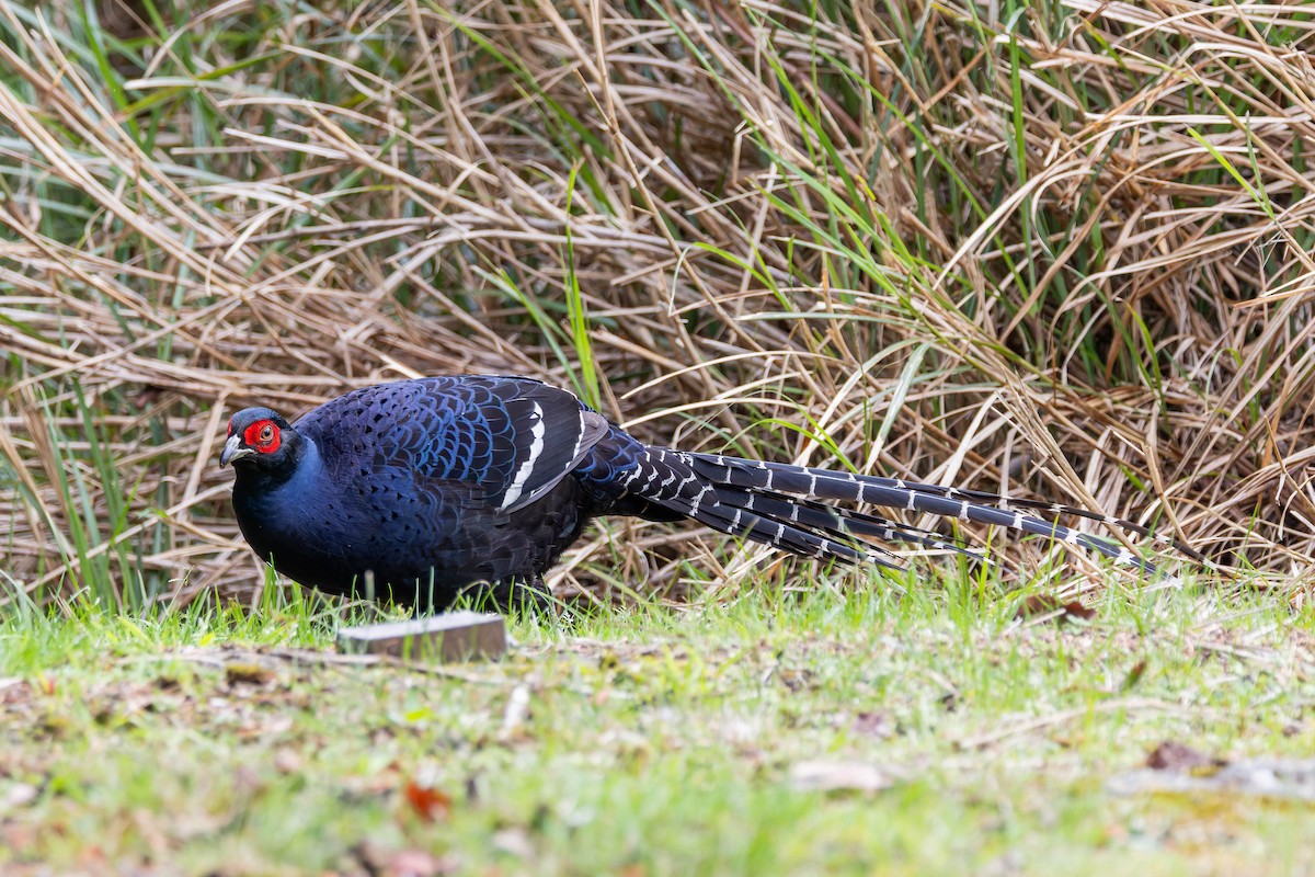 Mikado Pheasant - ML620531270