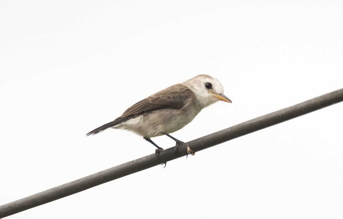 White-headed Marsh Tyrant - ML620531273