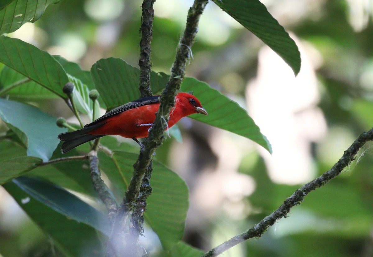 Scarlet Tanager - ML620531287