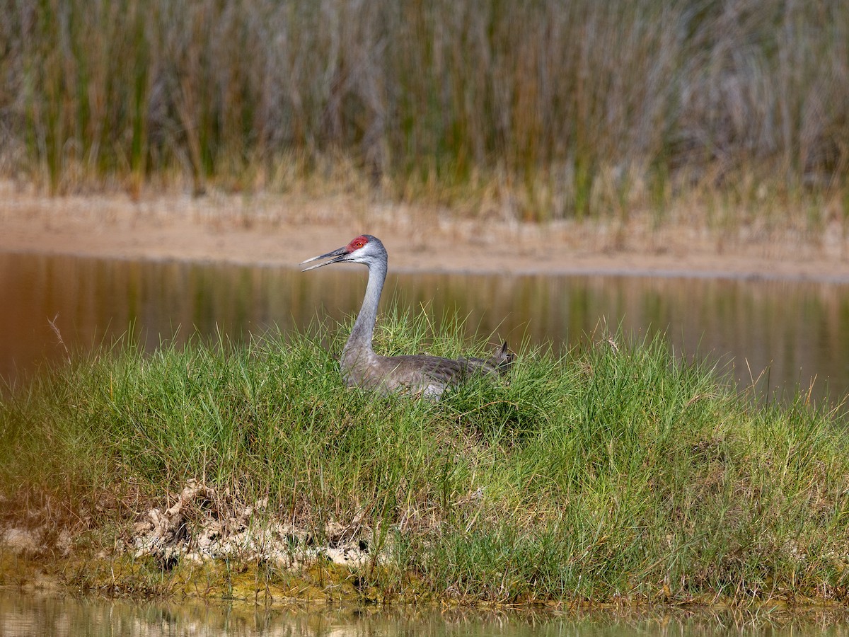 Sandhill Crane - john robberson