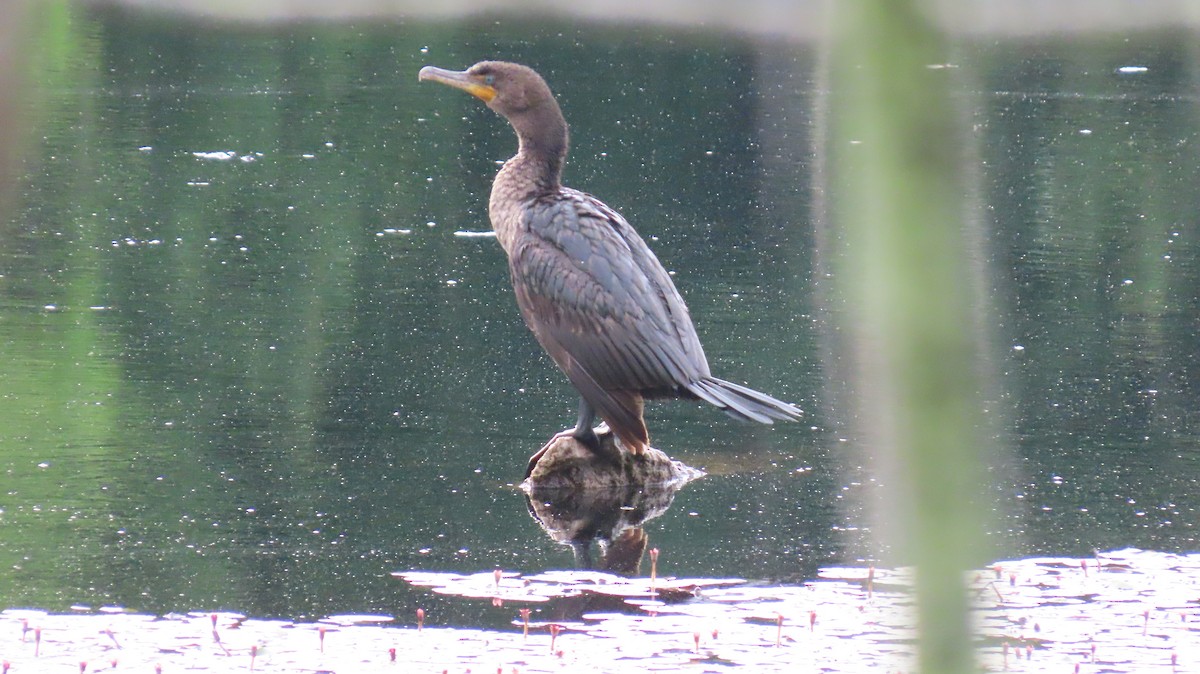 Double-crested Cormorant - ML620531297