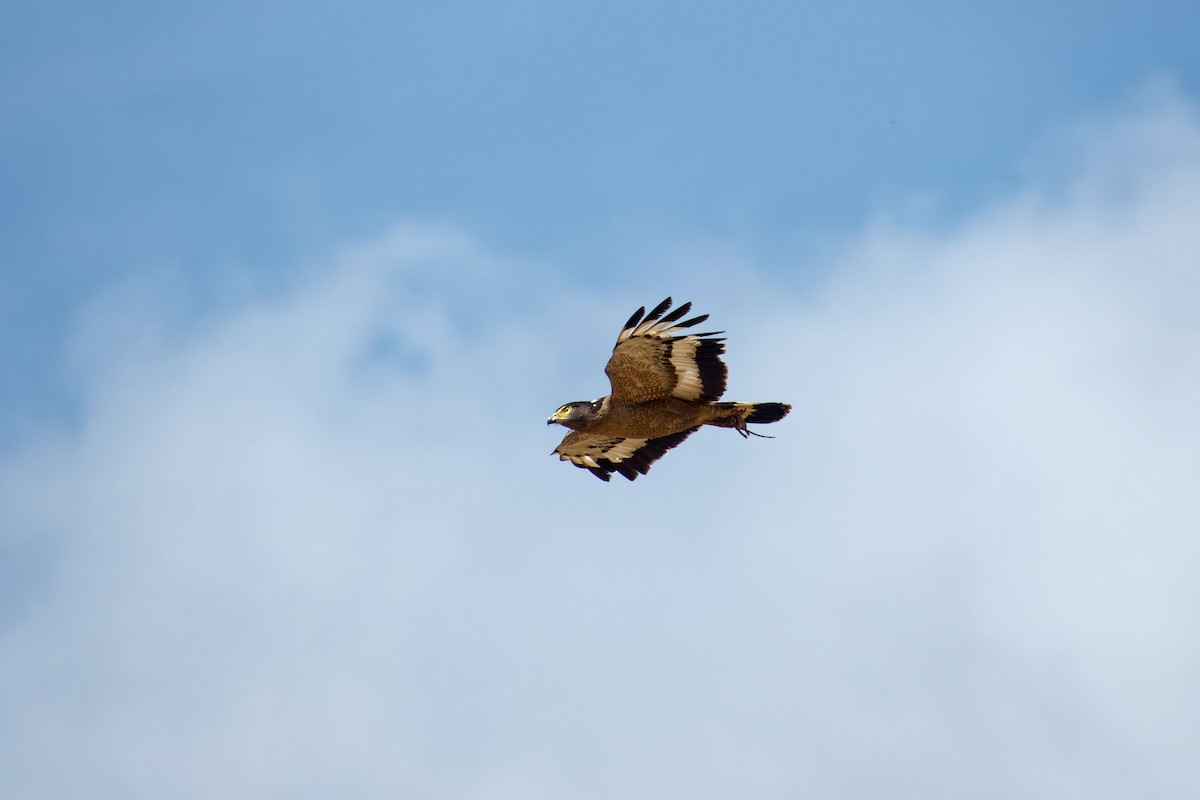 Haubenschlangenadler [cheela-Gruppe] - ML620531313