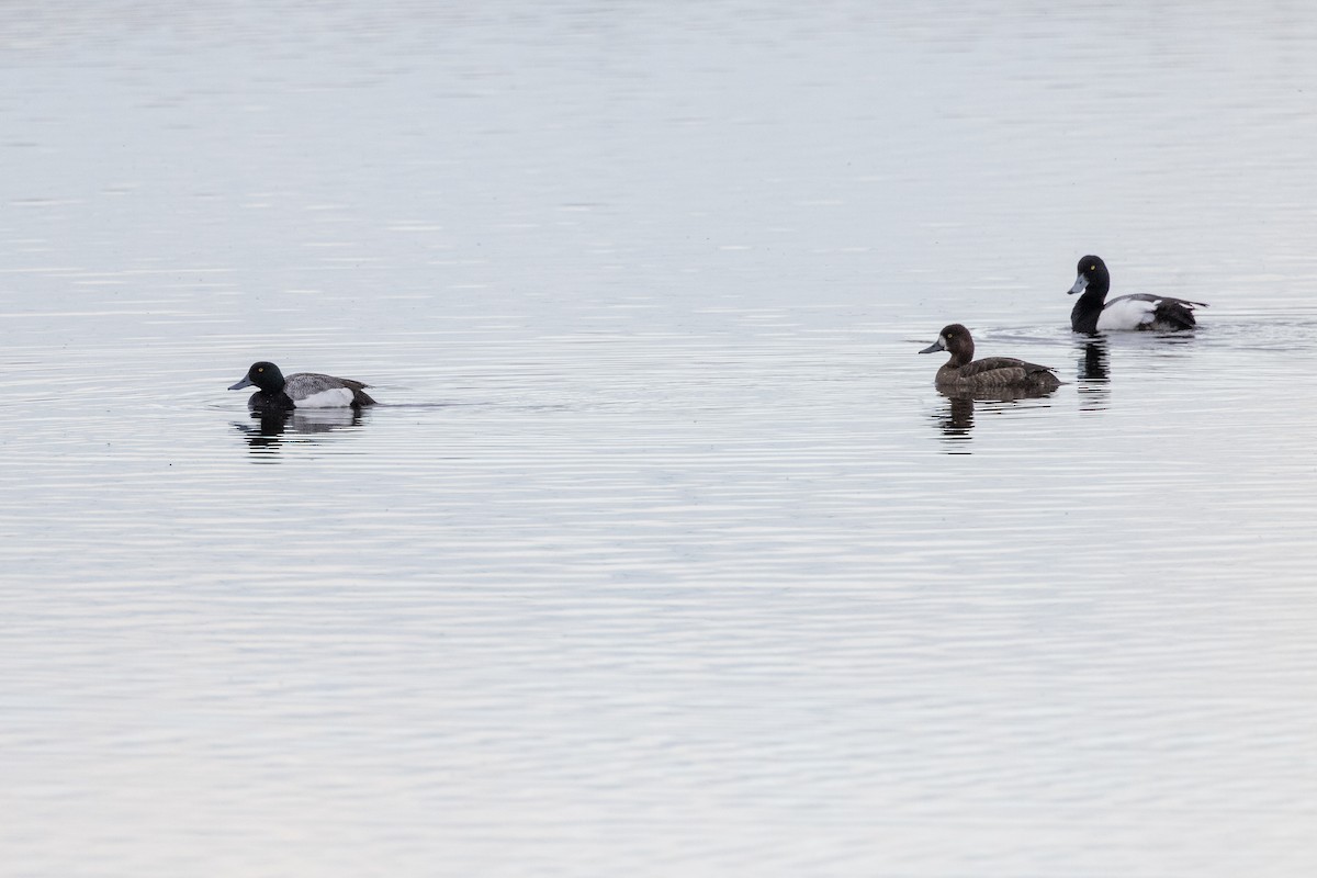 Greater Scaup - ML620531318