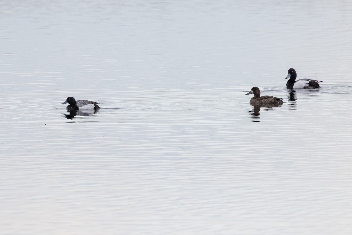 Lesser Scaup - ML620531319