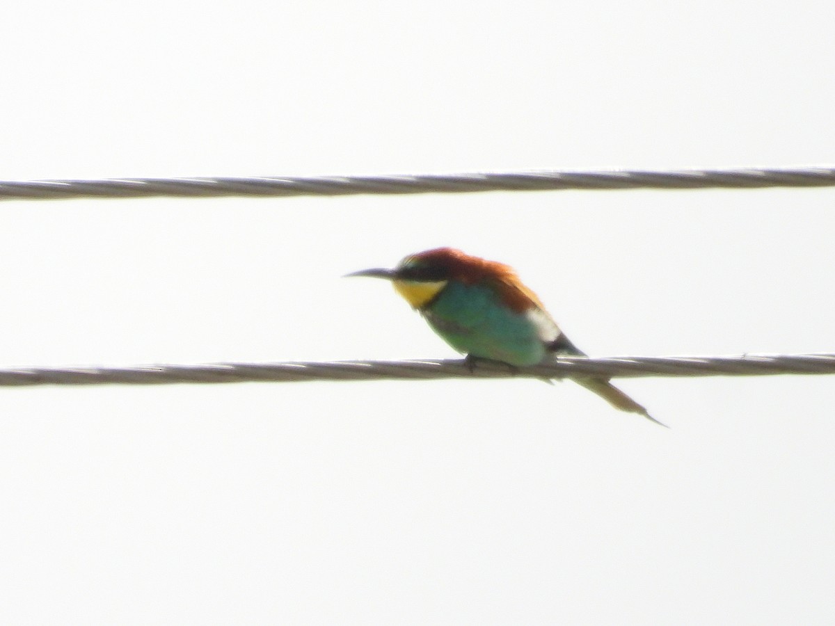European Bee-eater - ML620531324