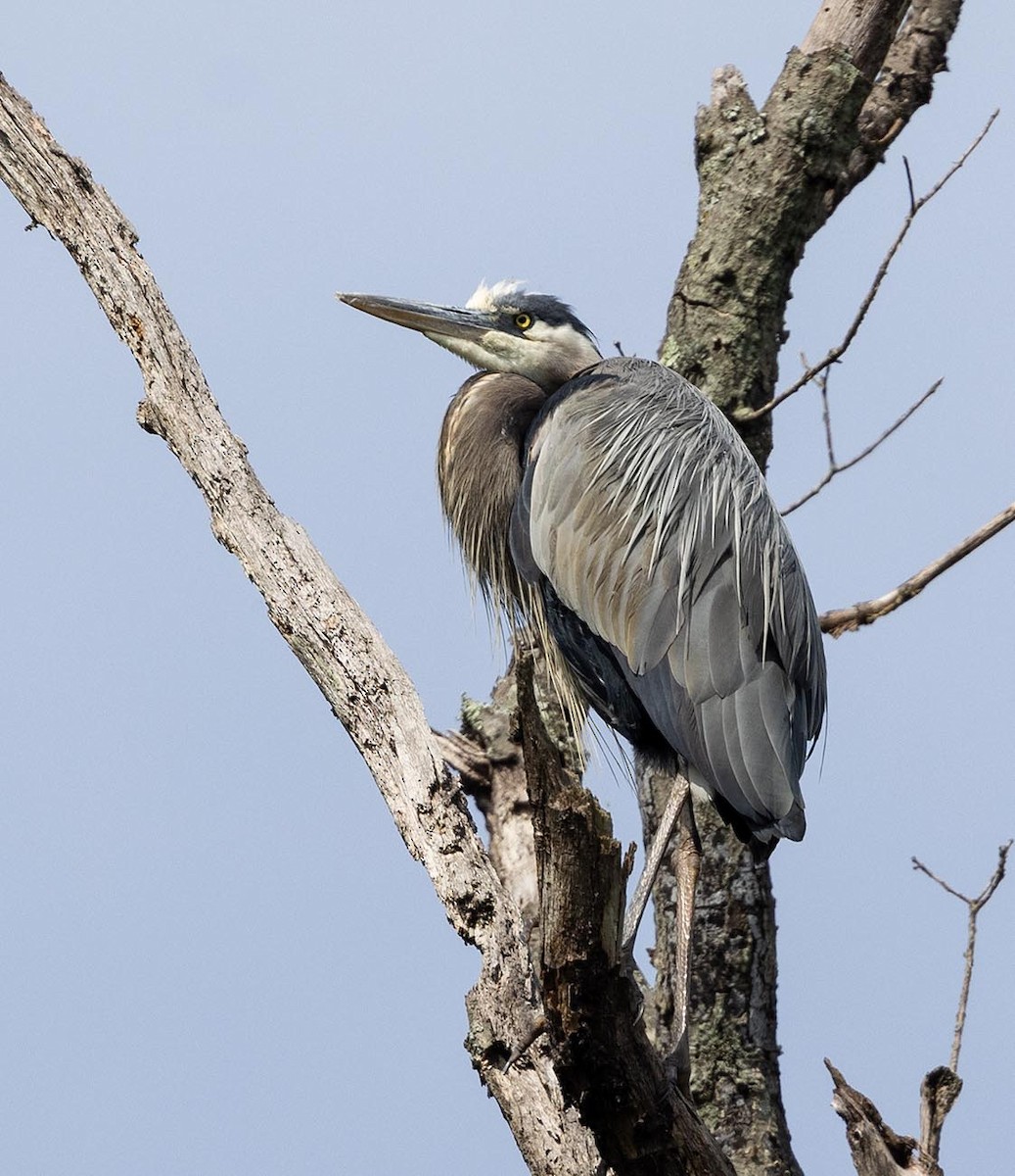 Great Blue Heron - ML620531331