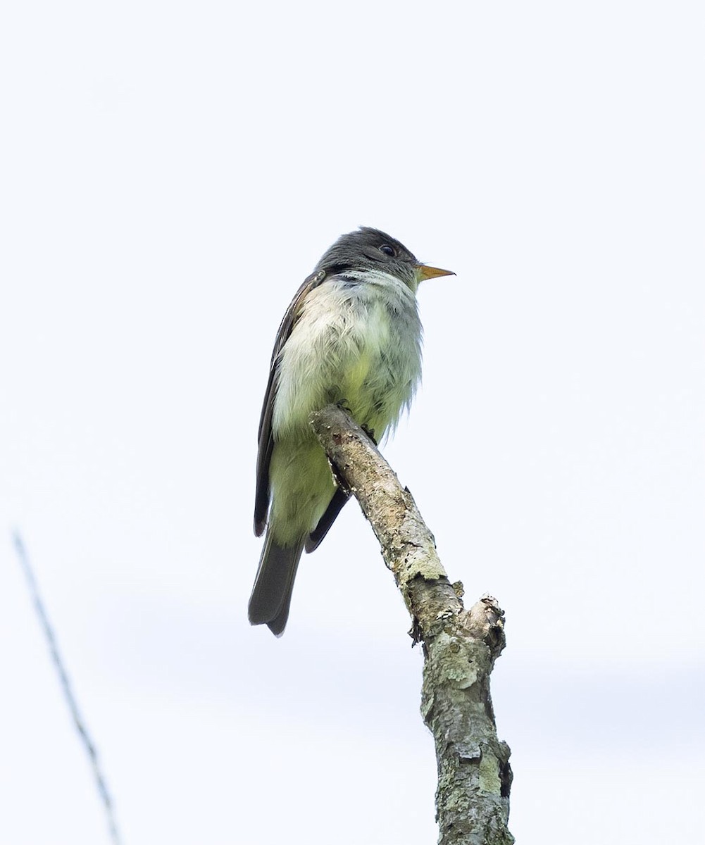 Eastern Wood-Pewee - ML620531341