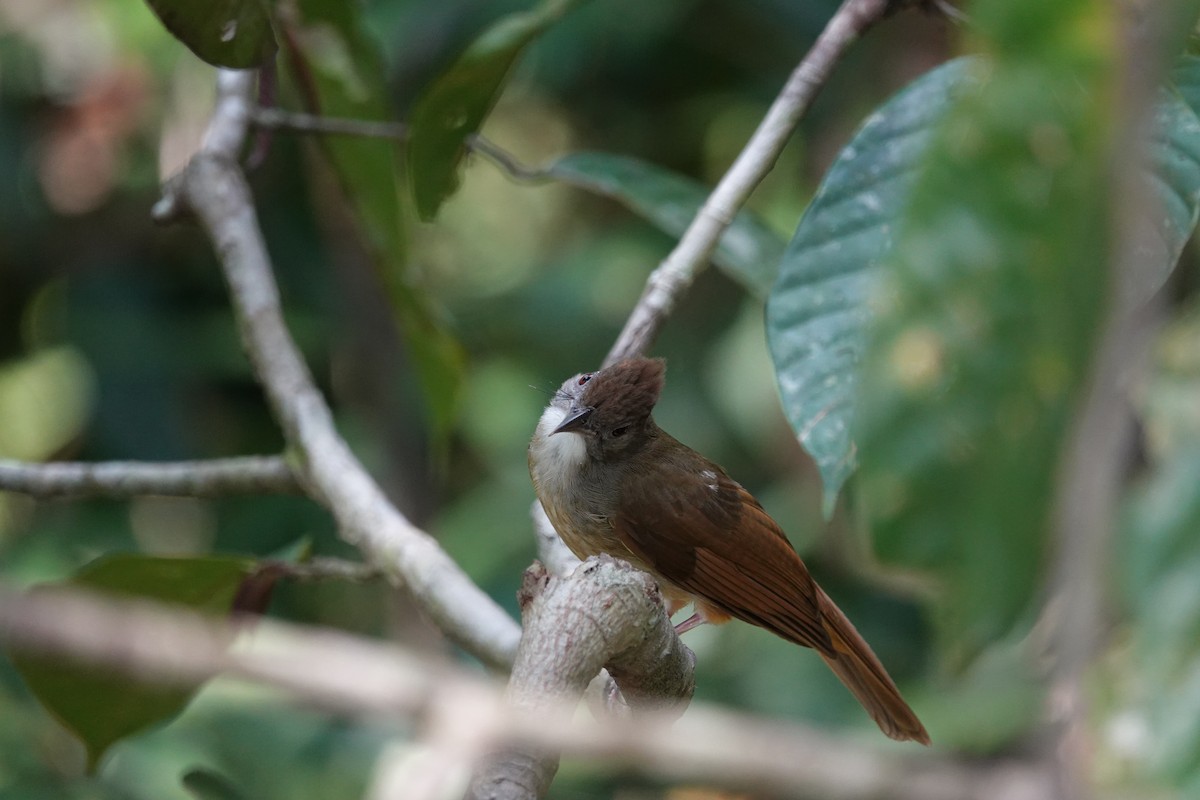 Gray-cheeked Bulbul - ML620531352