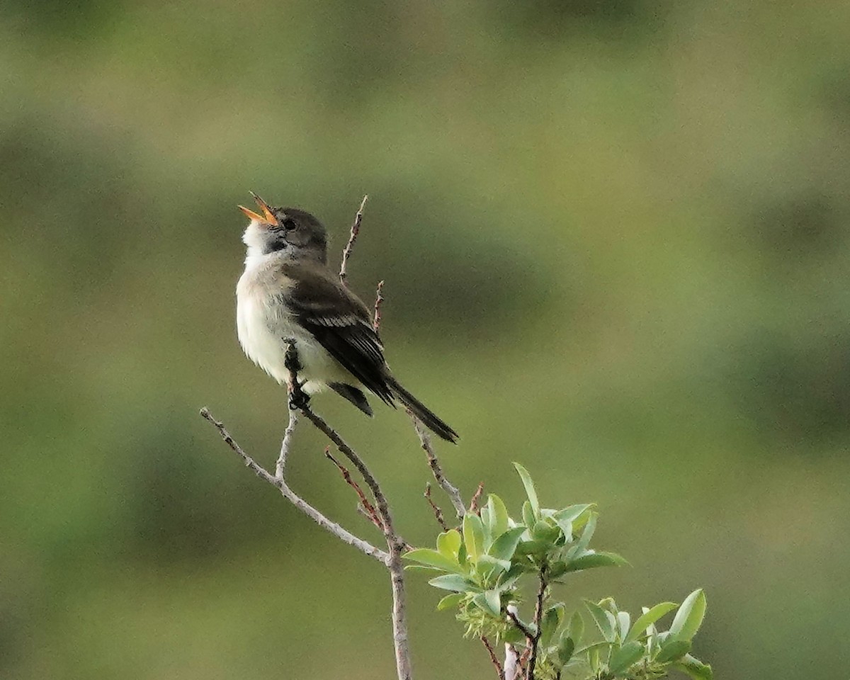 Willow Flycatcher - ML620531368