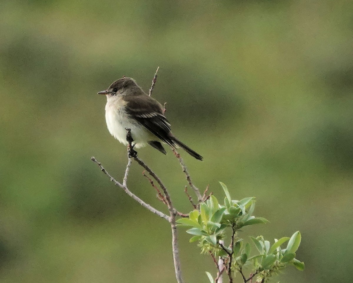 Willow Flycatcher - ML620531371