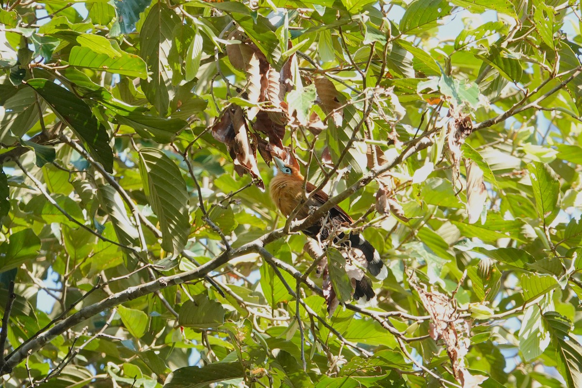 Raffles's Malkoha - ML620531401