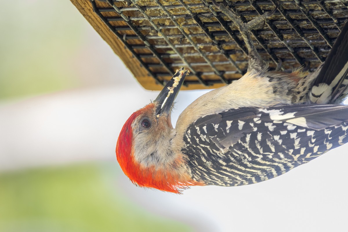 Red-bellied Woodpecker - ML620531407