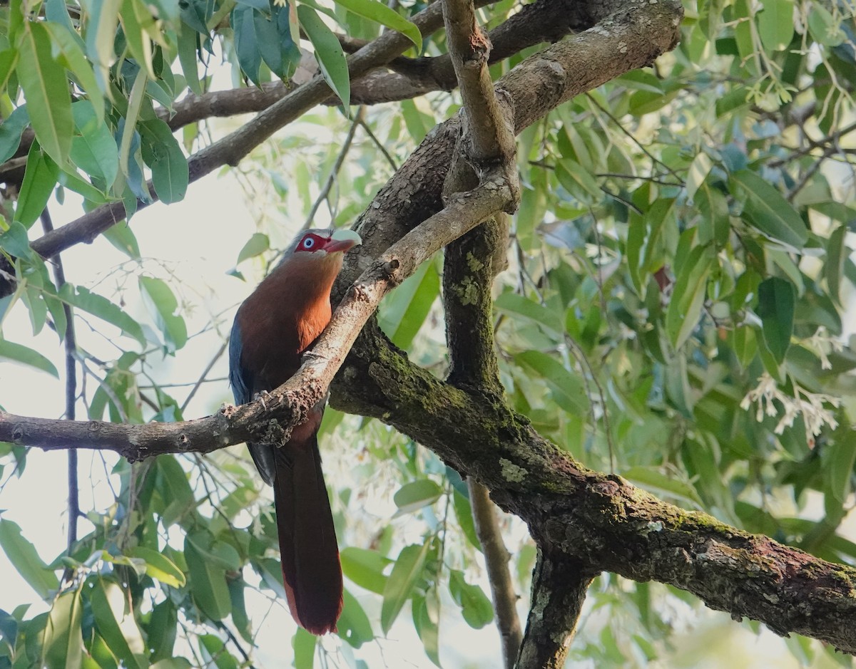 Chestnut-breasted Malkoha (Chestnut-breasted) - ML620531411