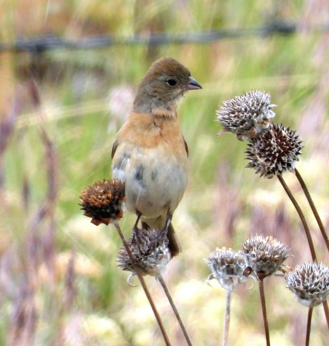 Lazuli Bunting - ML620531418