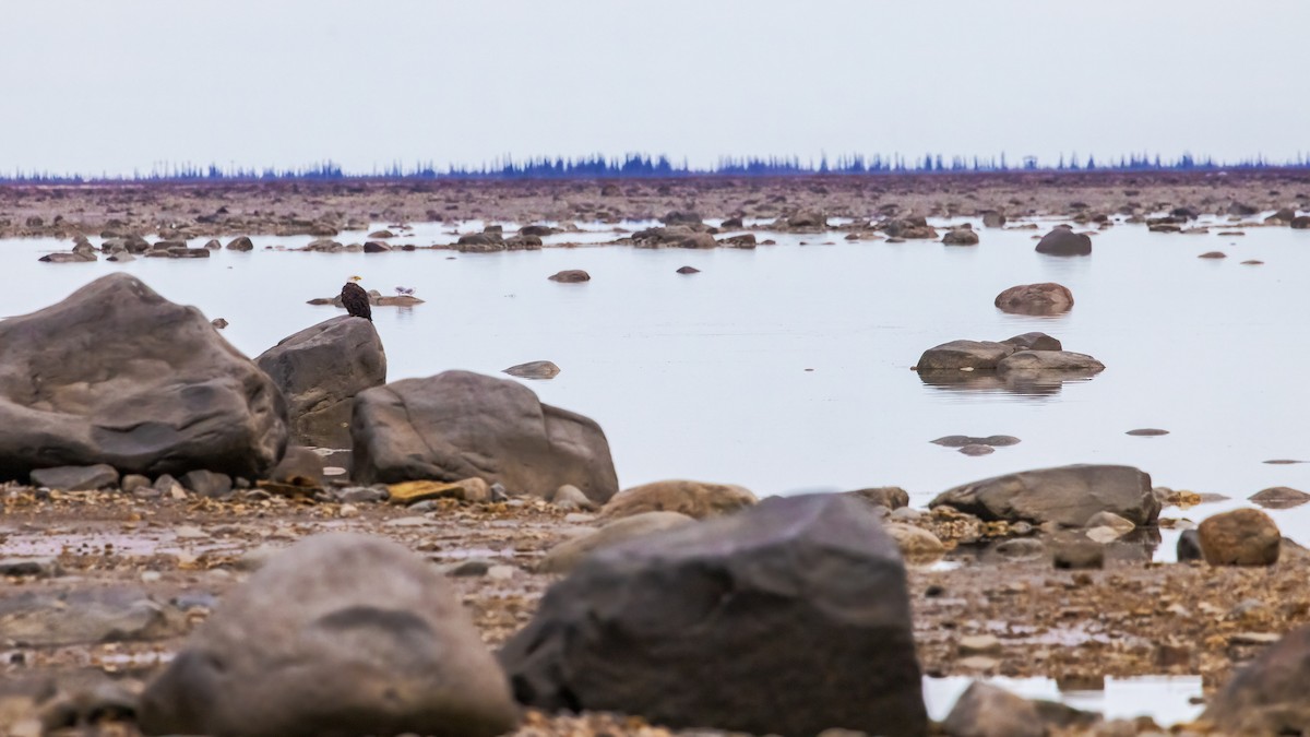 Bald Eagle - ML620531419