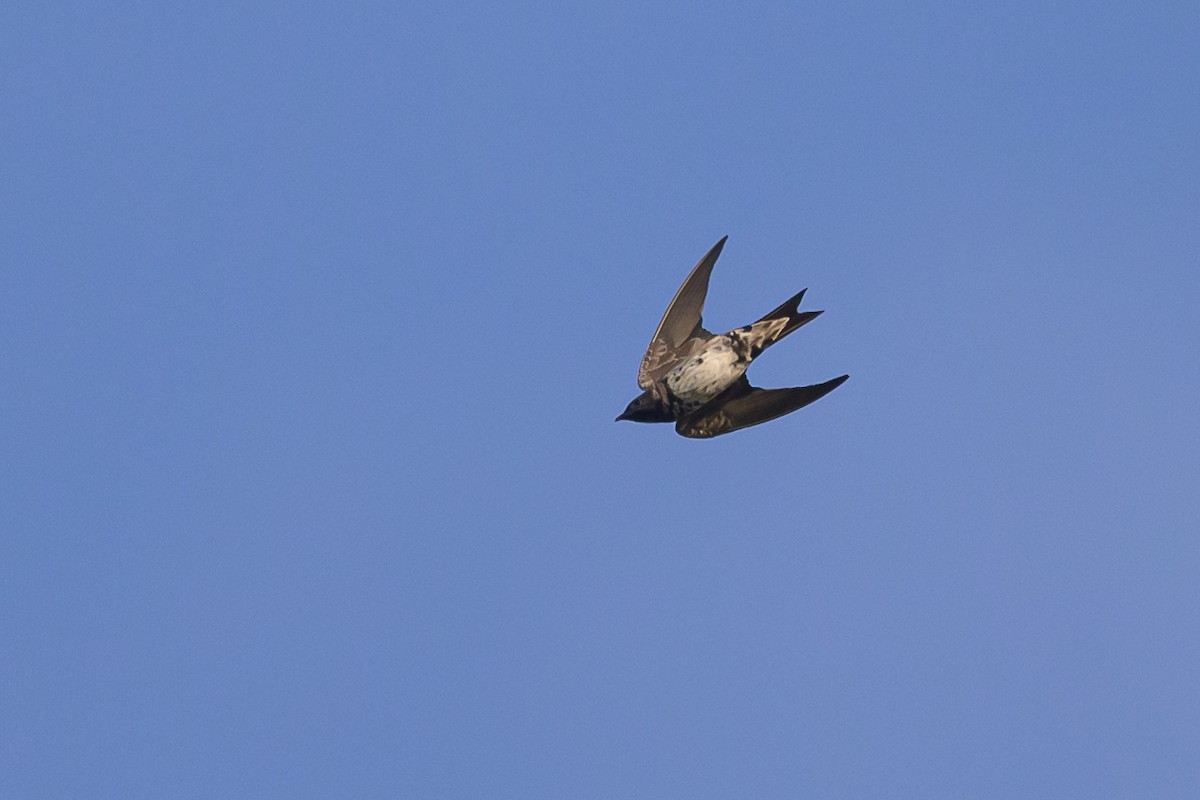 Purple Martin - ML620531420