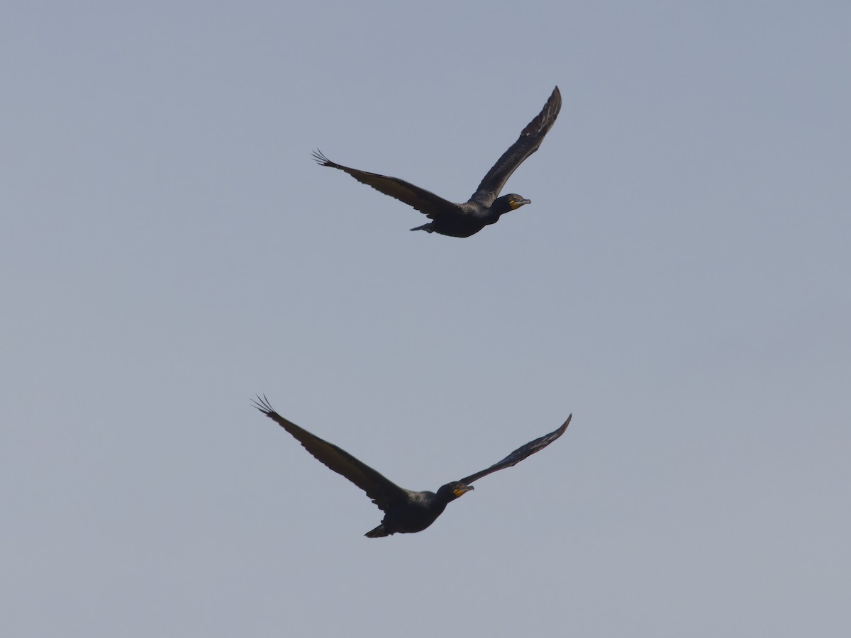 Double-crested Cormorant - Angus Wilson